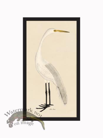 Rudbeck CFA_BF 402 White Heron